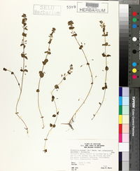 Clinopodium brownei image