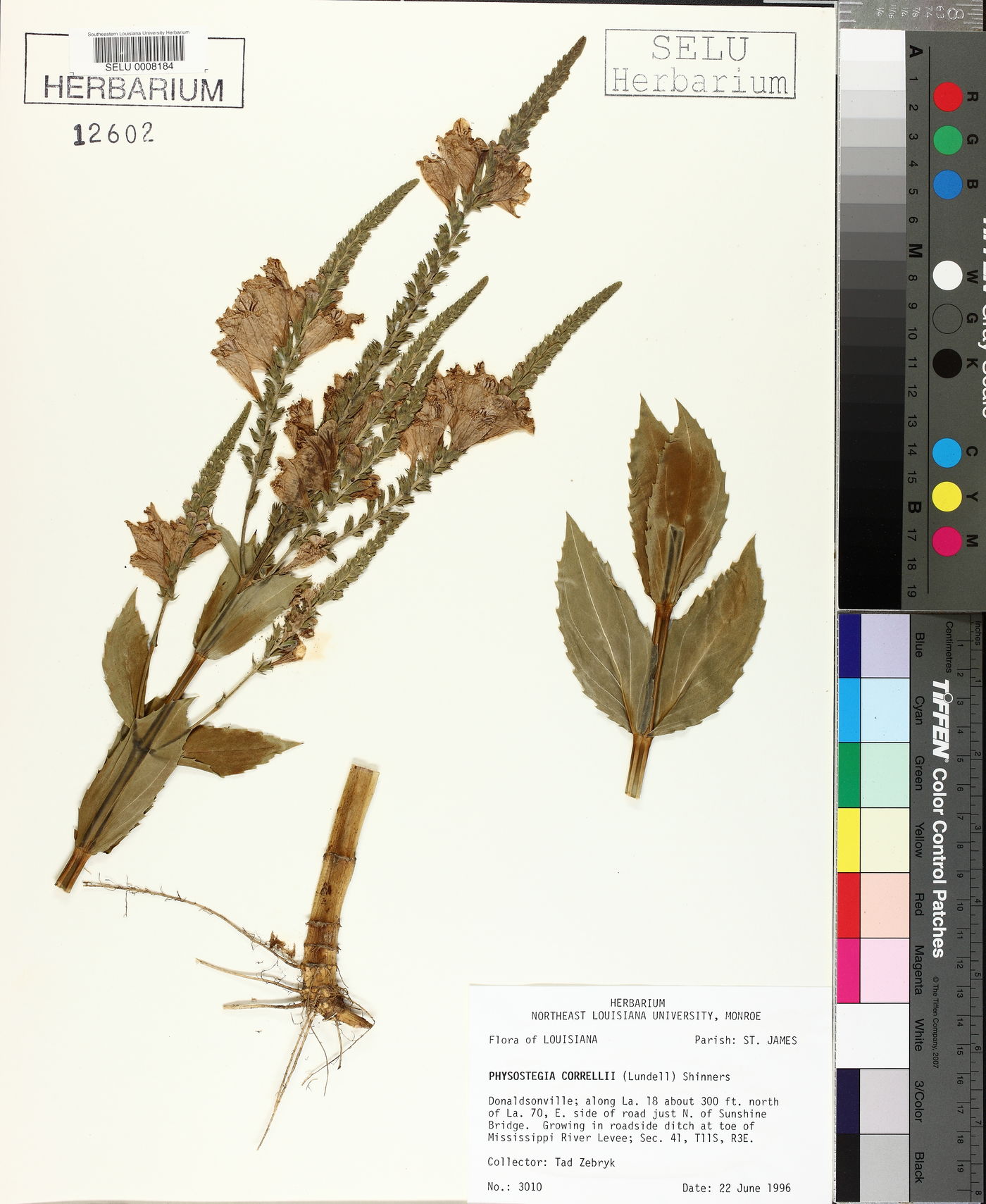 Physostegia correllii image