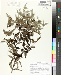 Pycnanthemum albescens image
