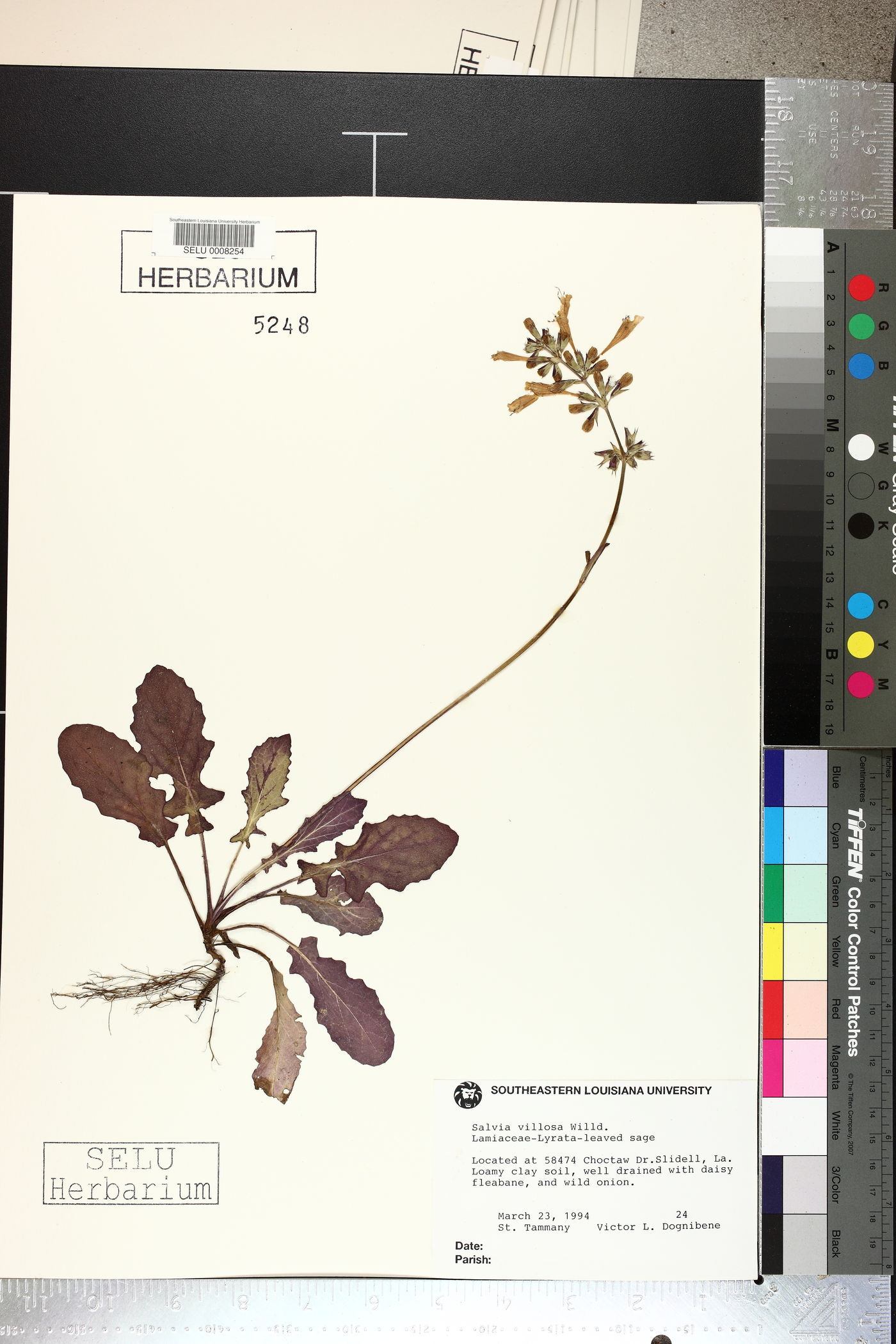 Salvia villosa image