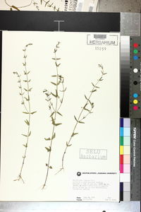 Scutellaria racemosa image