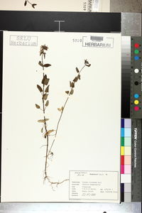 Stachys floridana image