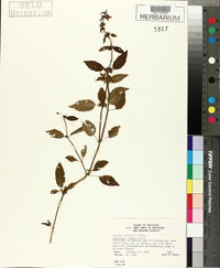 Stachys tenuifolia image