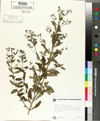 Trichostema dichotomum image
