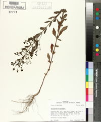 Trichostema dichotomum image