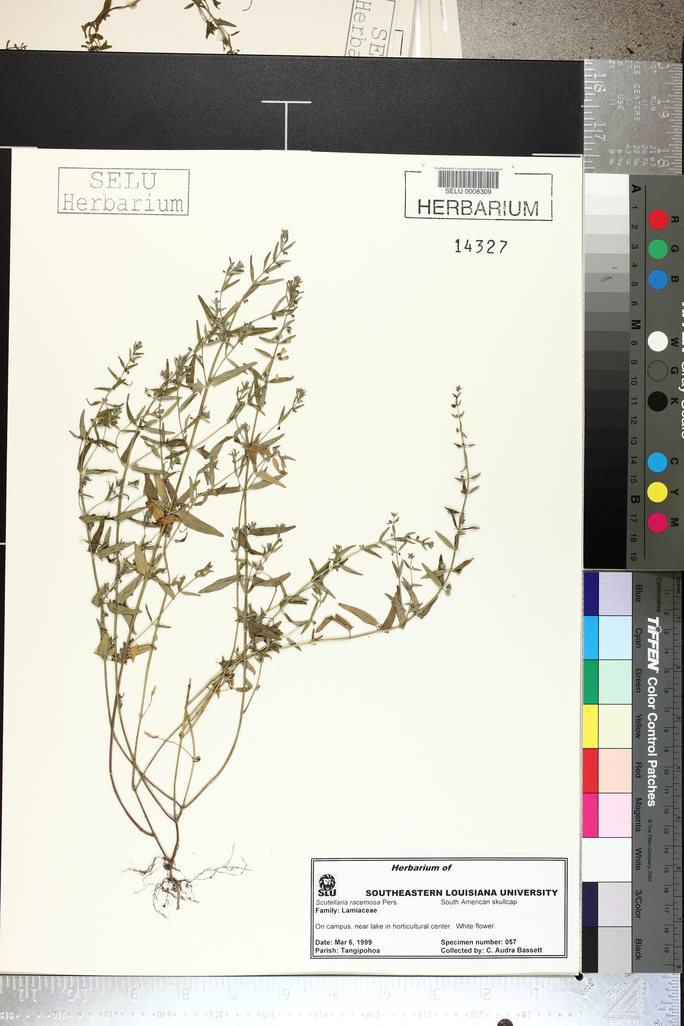 Scutellaria racemosa image