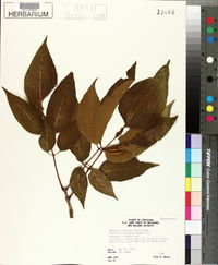 Fraxinus profunda image