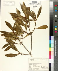 Osmanthus americanus image