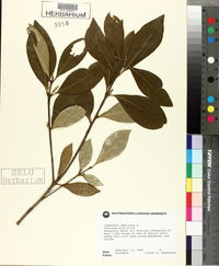 Osmanthus americana image