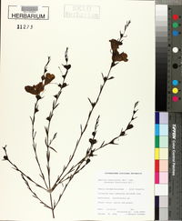 Agalinis fasciculata image