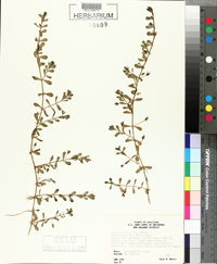 Bacopa monnieri image