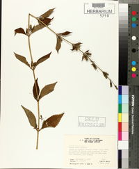 Mimulus alatus image