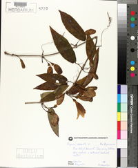 Bignonia capreolata image