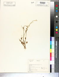 Ranunculus pusillus image