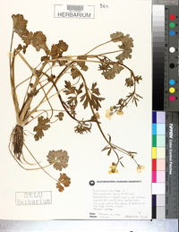 Ranunculus sardous image