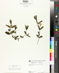 Image of Ruellia pinetorum