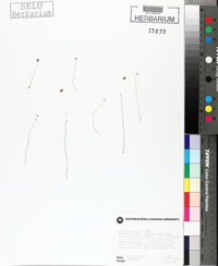 Utricularia juncea image