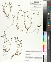 Sherardia arvensis image