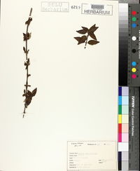 Abelia × grandiflora image