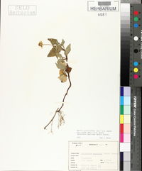 Spilanthes americana image