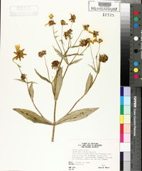 Bidens laevis image