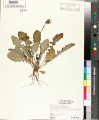 Youngia japonica image