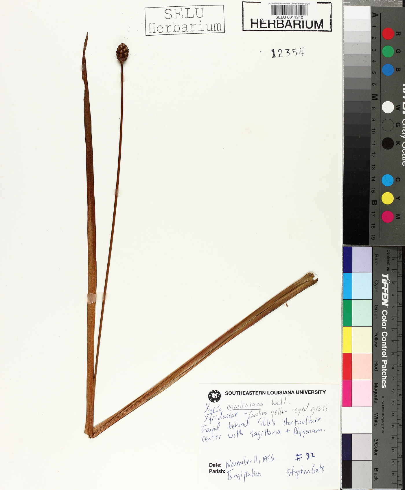 Xyris caroliniana image