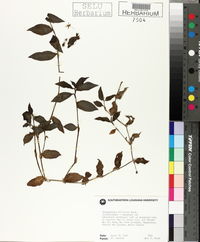 Tradescantia albiflora image