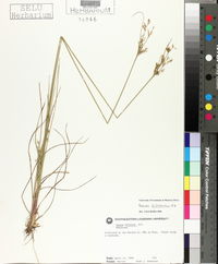 Juncus biflorus image