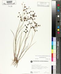 Juncus diffusissimus image