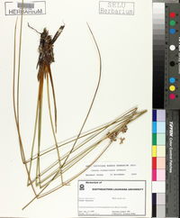 Juncus roemerianus image