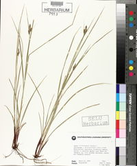 Carex albolutescens image