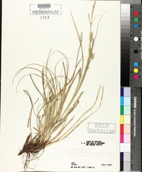 Carex cherokeensis image