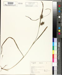 Carex louisianica image