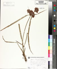 Cyperus flavicomus image