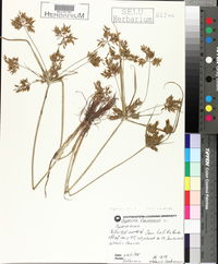 Cyperus flavescens image