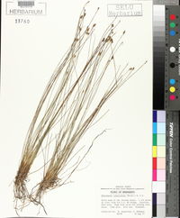 Eleocharis tuberculosa image