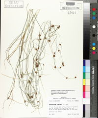 Rhynchospora glomerata image