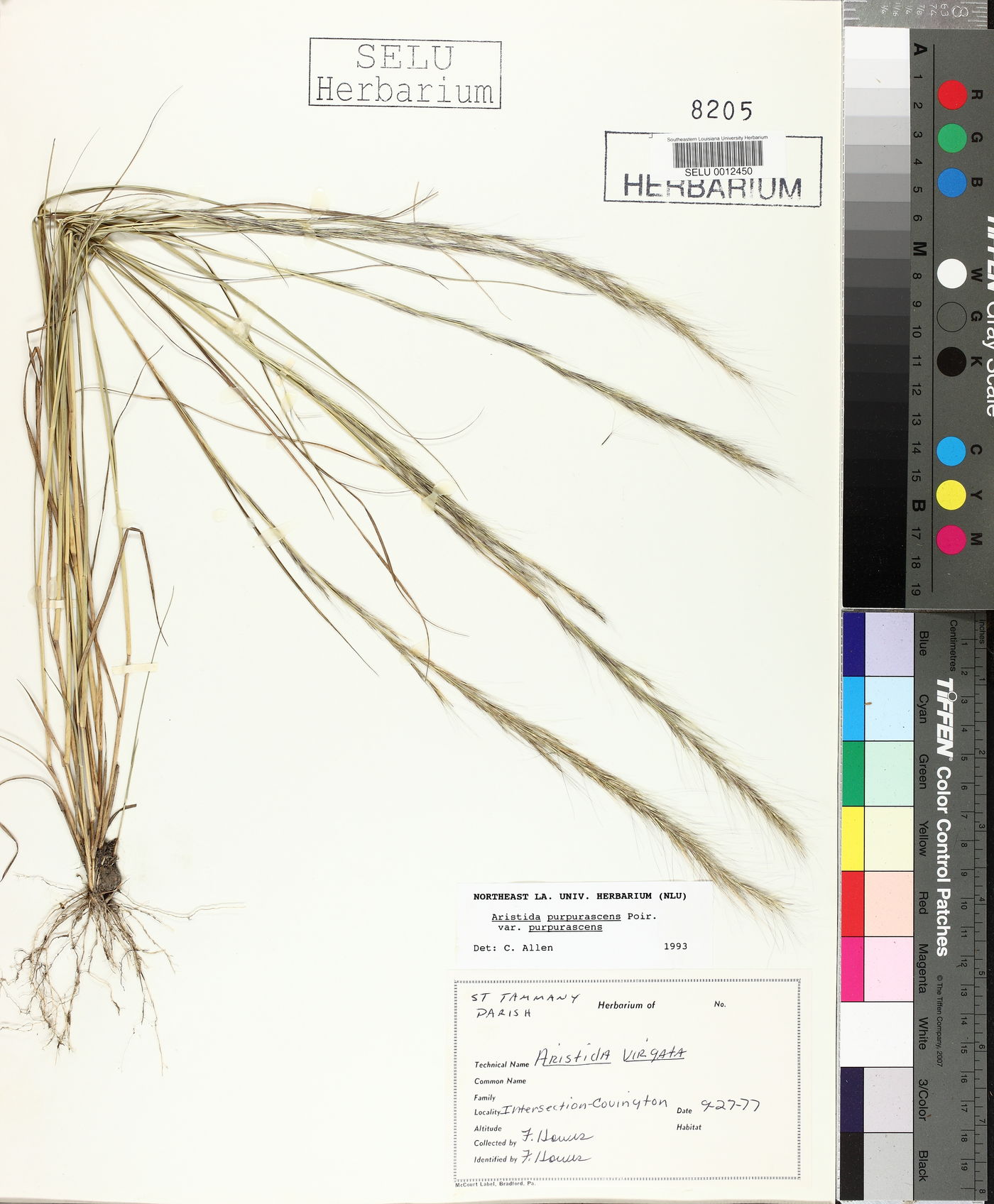 Aristida purpurascens var. purpurascens image