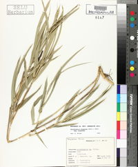 Arundinaria gigantea subsp. gigantea image