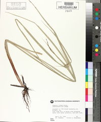 Cyperus virens image