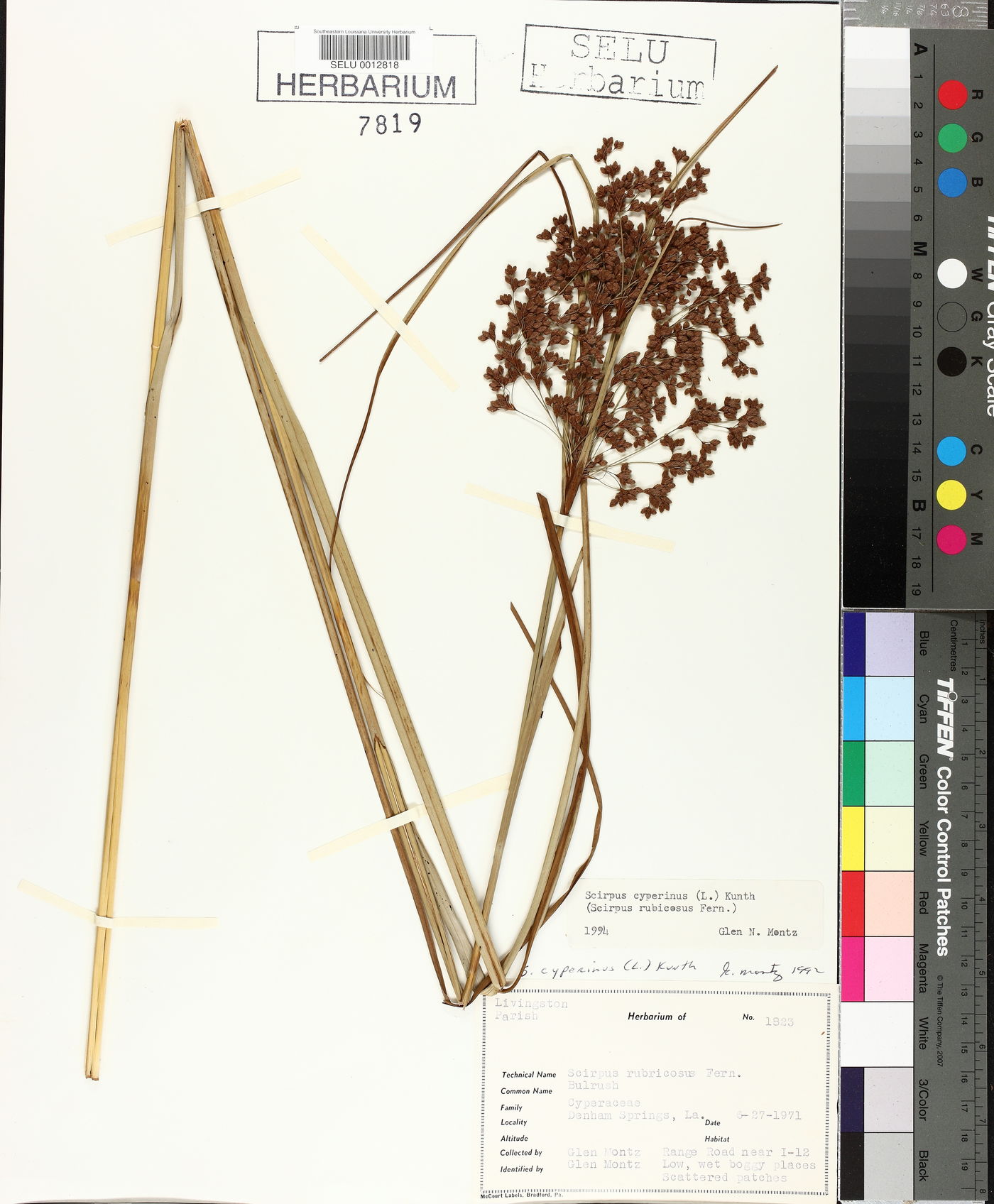 Scirpus rubricosus image