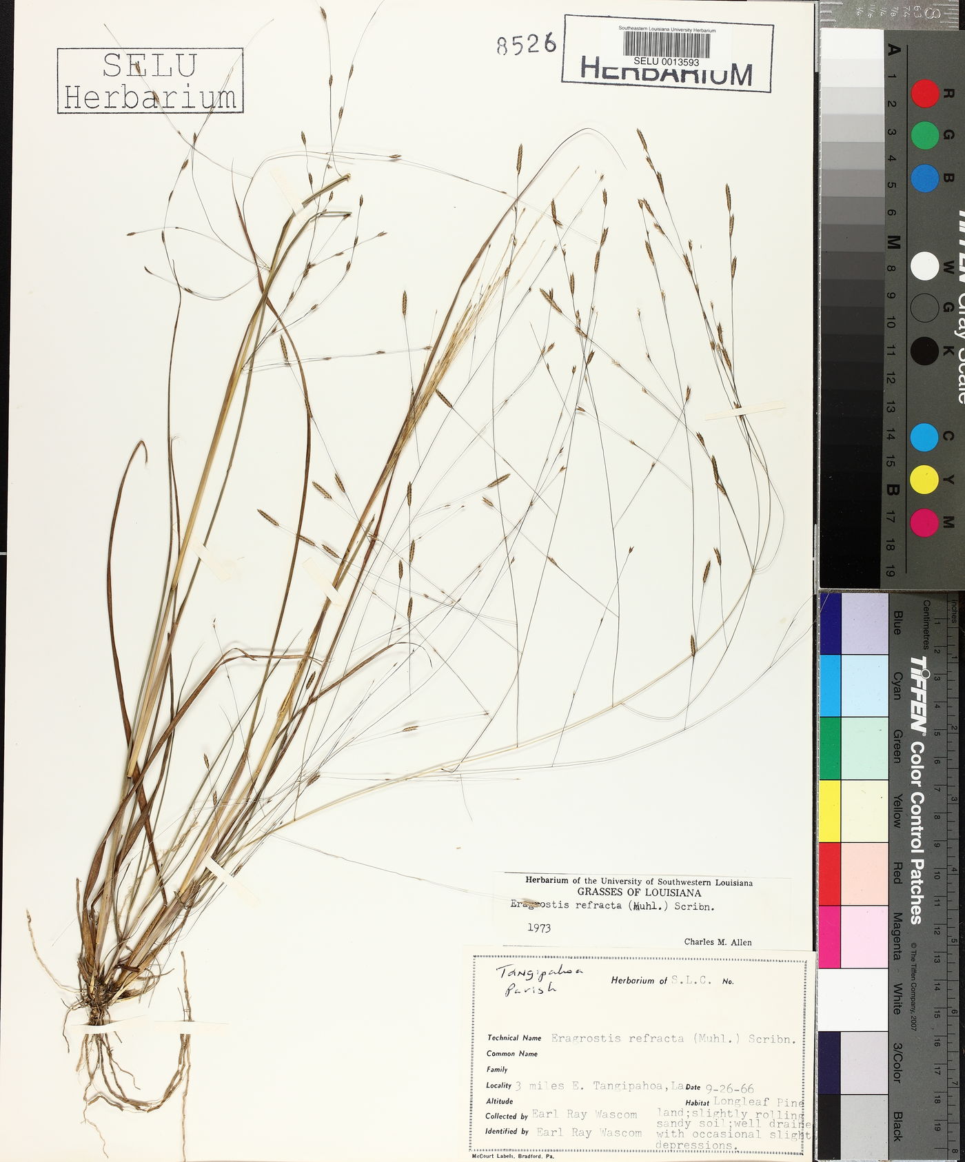 Eragrostis refracta image