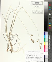 Eragrostis secundiflora image