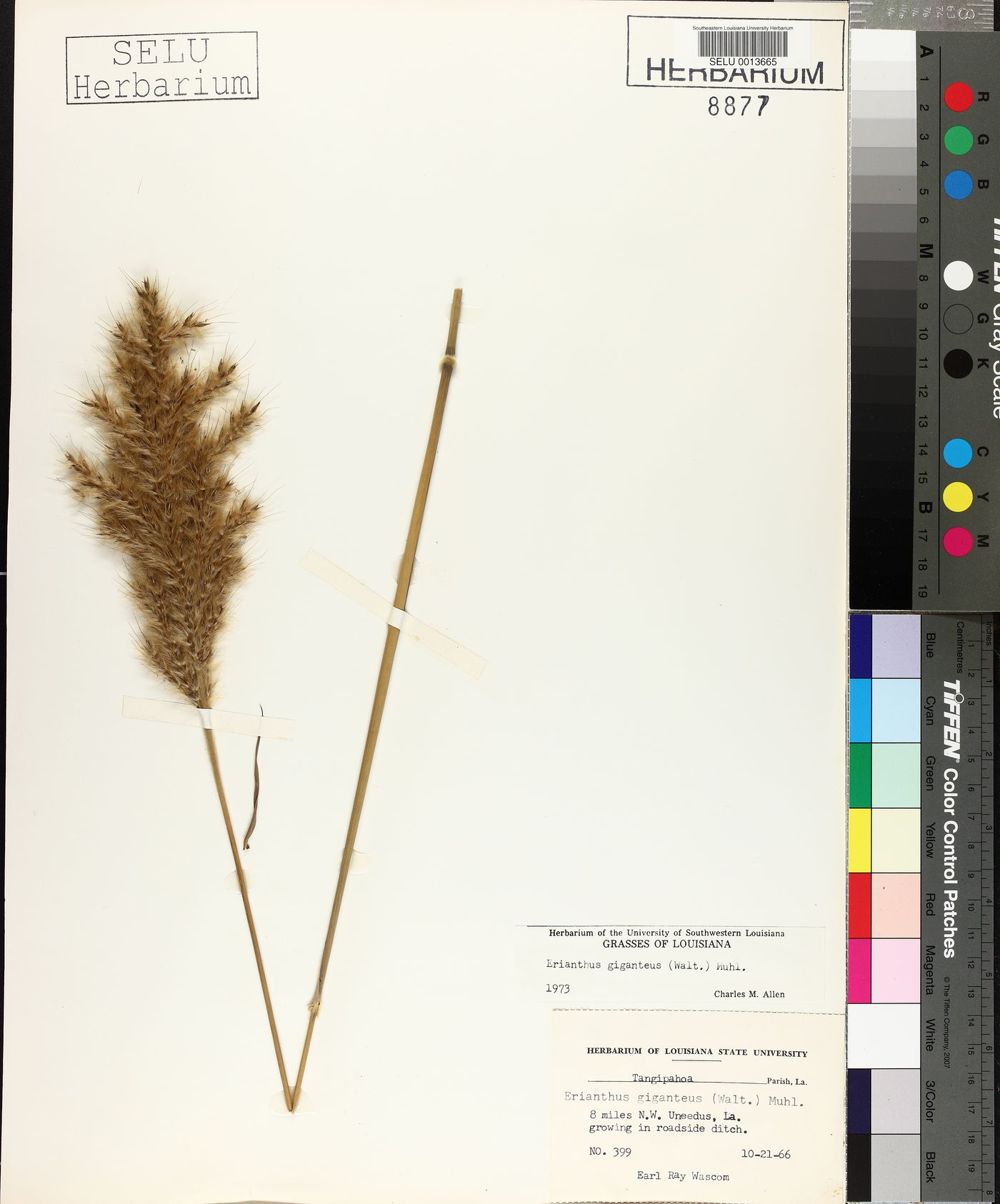 Saccharum giganteum image