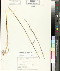 Lolium perenne subsp. multiflorum image