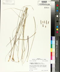 Coelorachis cylindrica image