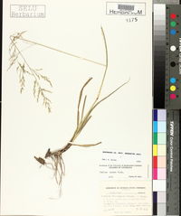 Panicum rhizomatum image