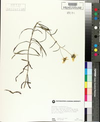 Helianthus angustifolius image