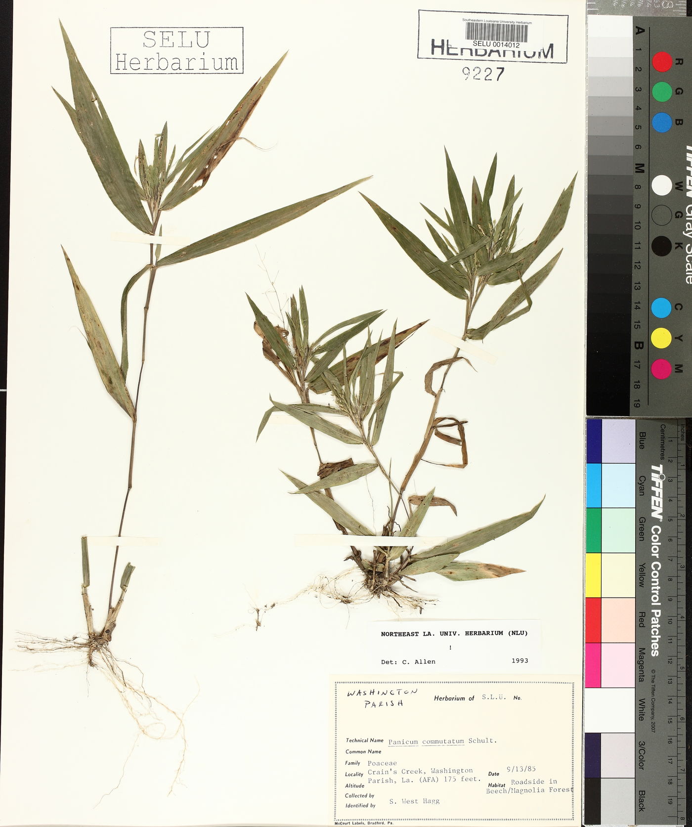 Panicum commutatum image